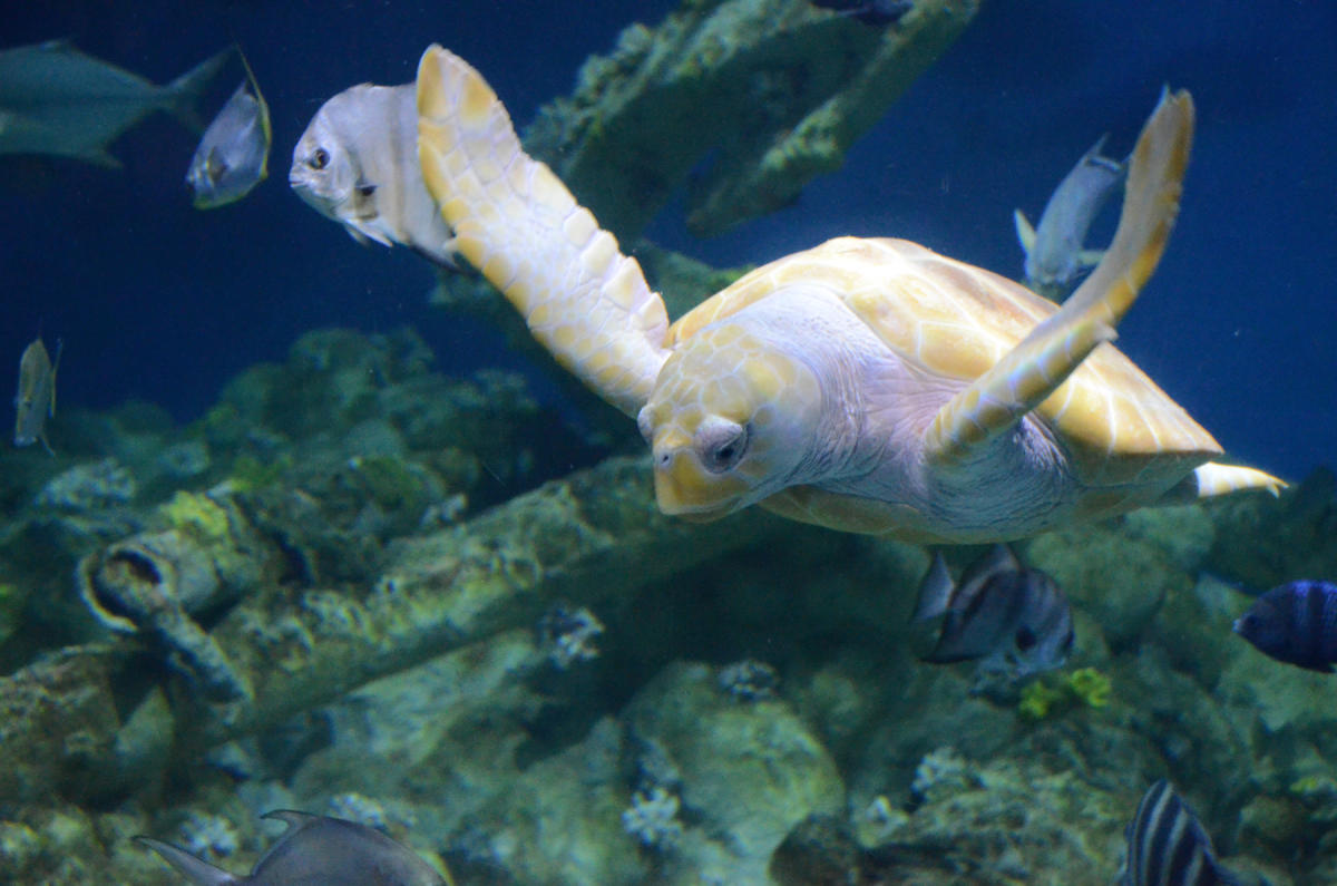 NC Aquarium at Pine Knoll Shores Pine Knoll Shores, NC