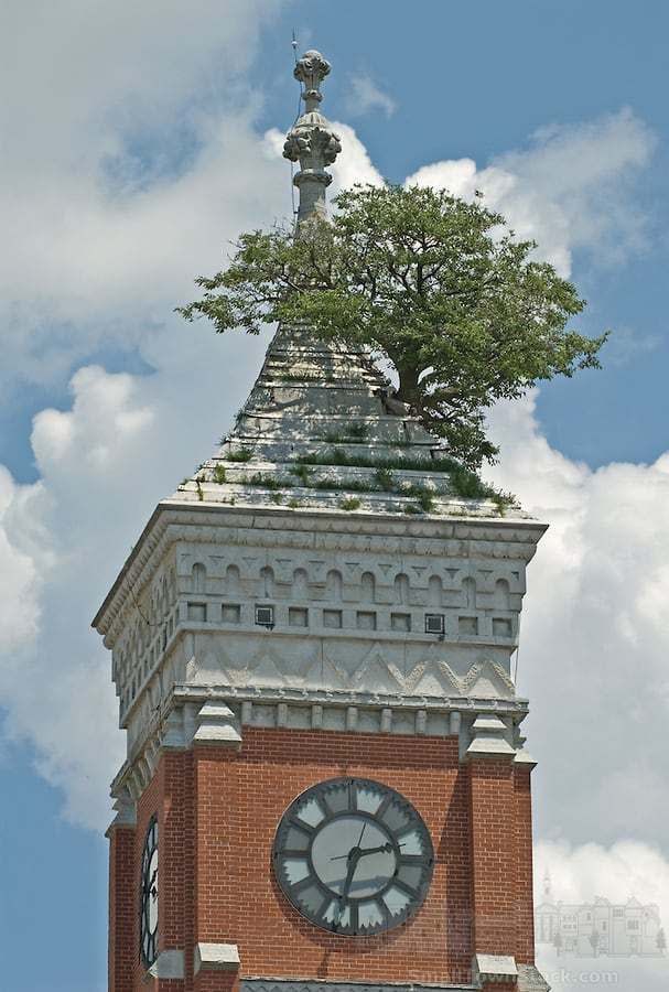 Historic Tree in the Courthouse Tower