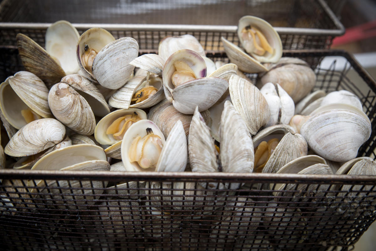 Nj Clam Festival 2022