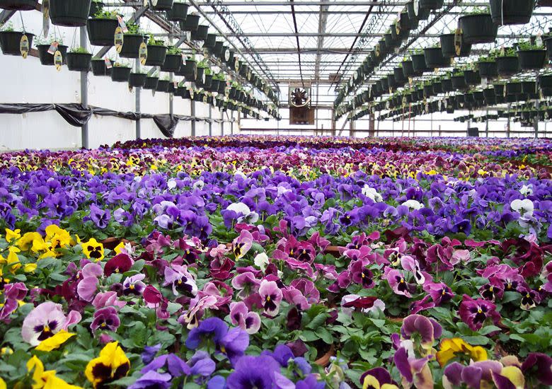 Dan Schantz Greenhouse