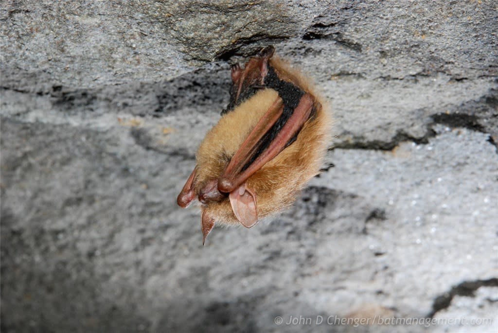 Hibernating Bats of Pennsylvania