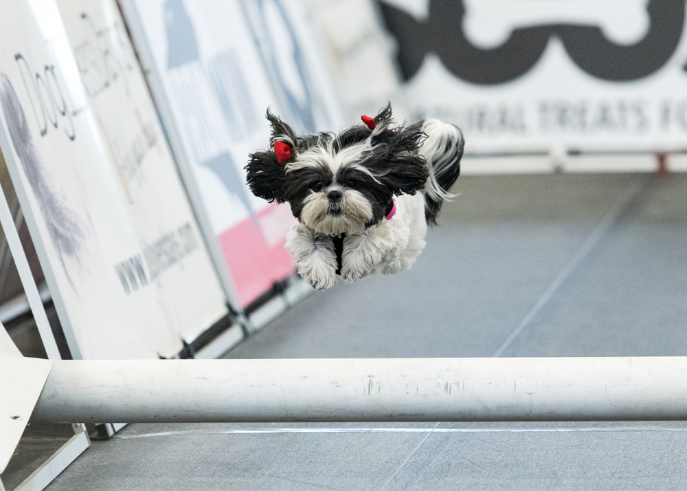 Lehigh Valley Pet Expo
