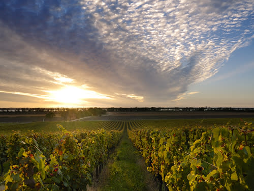 Vive La France The Wine Tastes Of France