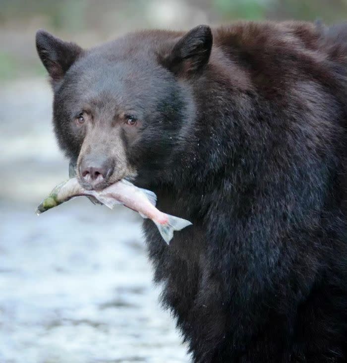 California Dept. Fish and Wildlife