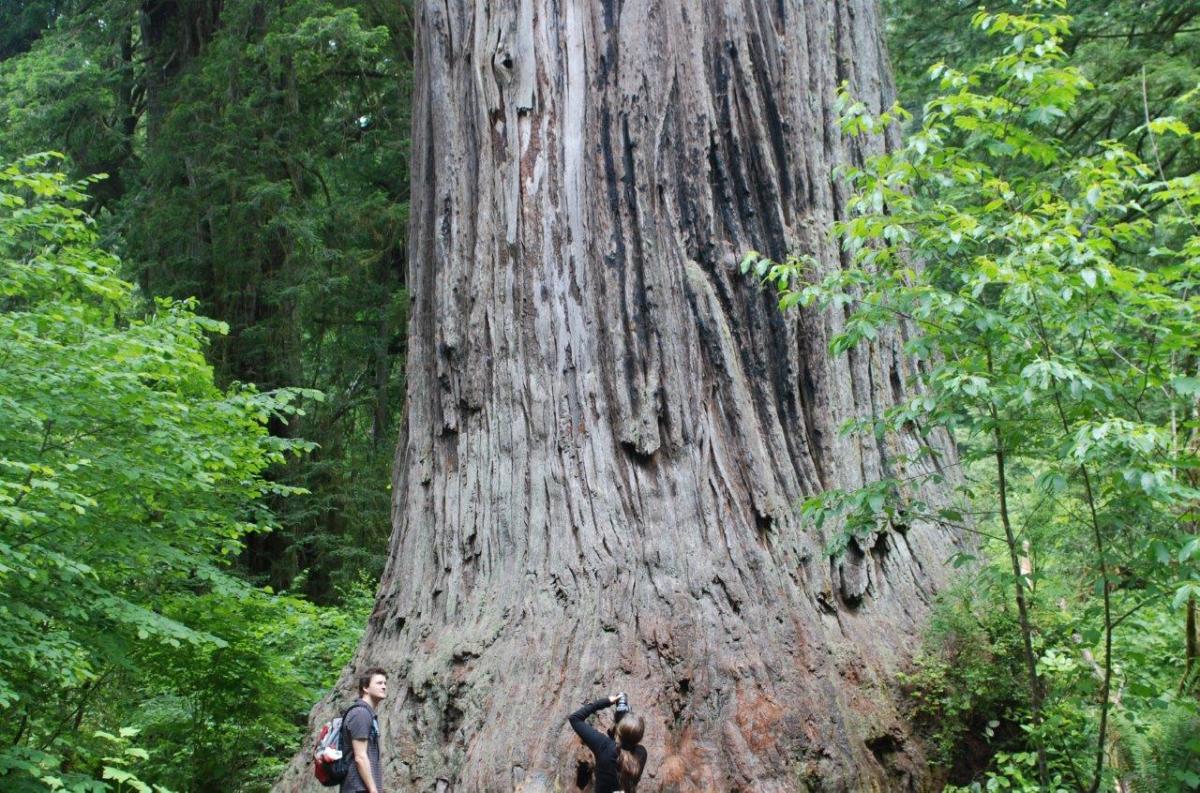 krydstogt Mew Mew Personligt Ten Must See Redwood Trees