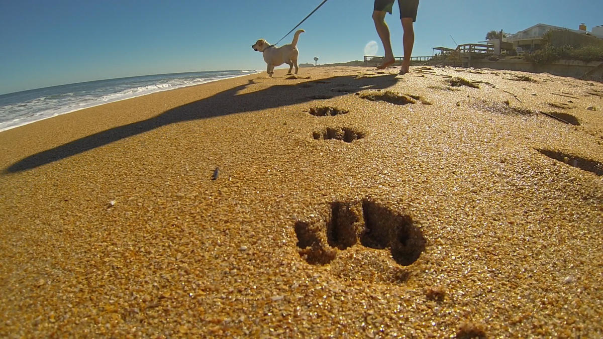 Flagler Beach South Pet Friendly Flagler Beach Fl 32136