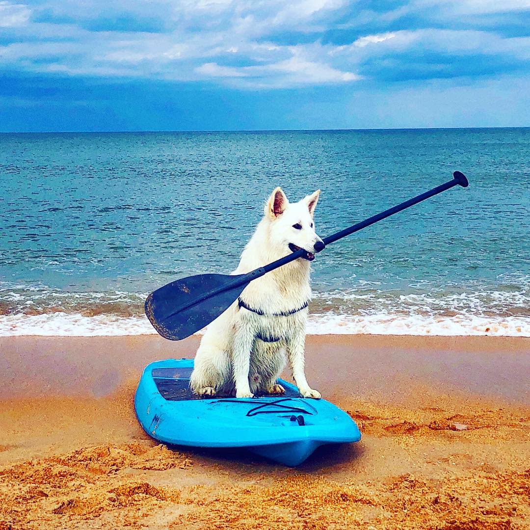 Flagler Beach North Pet Friendly Flagler Beach, FL 32136