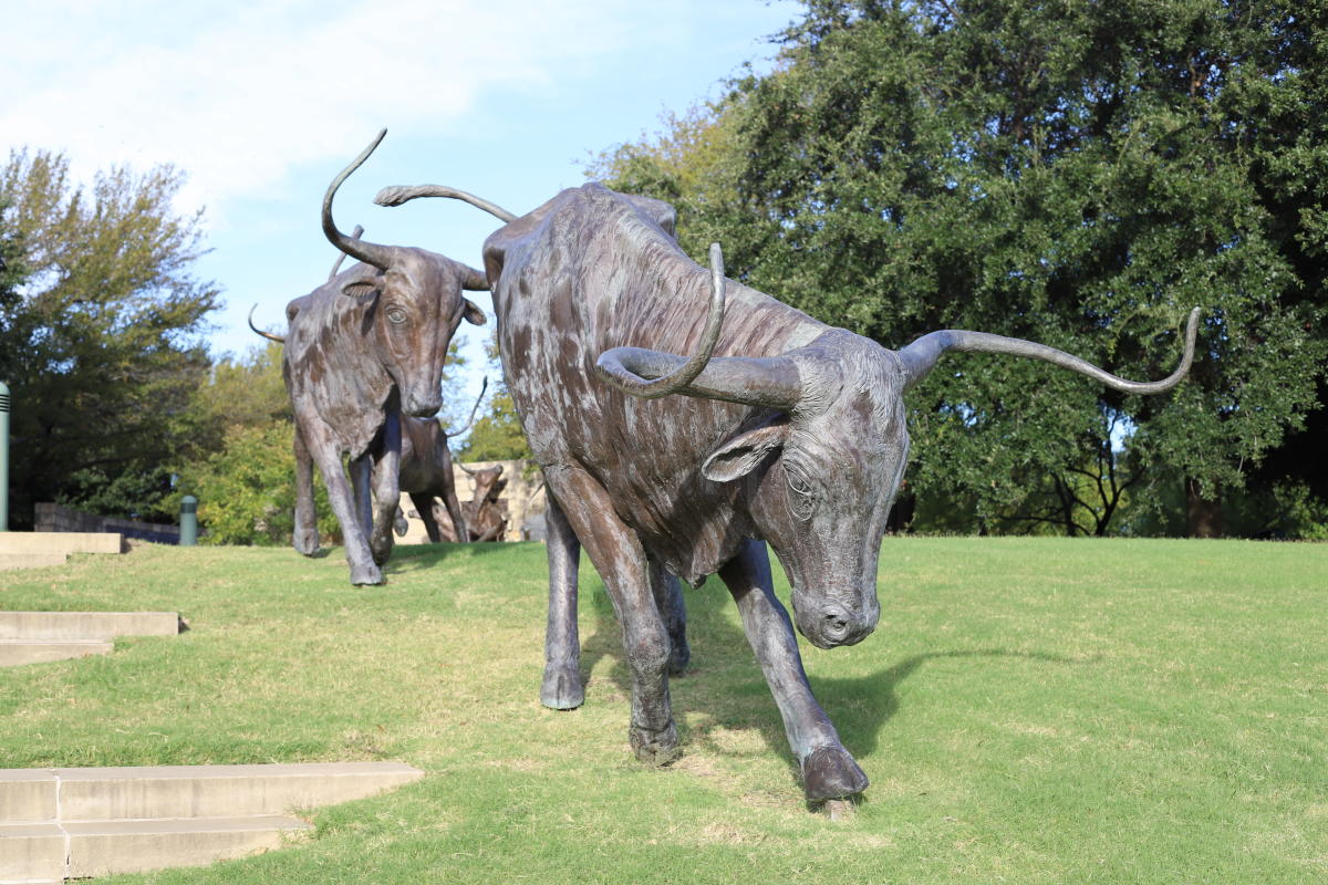 Cattle Drive