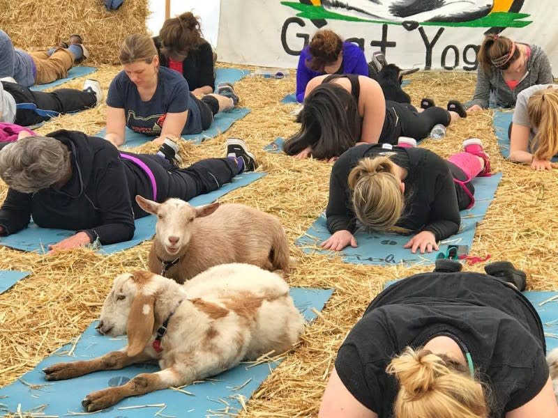 Galena Goat Yoga