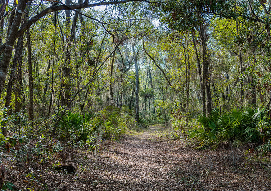 Alice Richards Botanical Trail St Simons Island Ga 31522