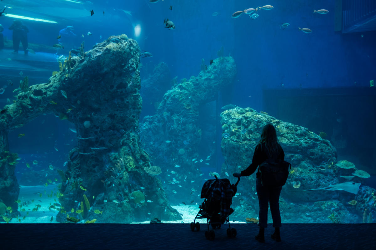 Mississippi Aquarium Gulfport, MS 39501
