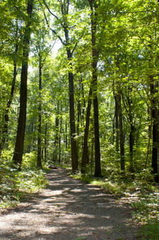 Boyd Big Tree Preserve Conservation Area