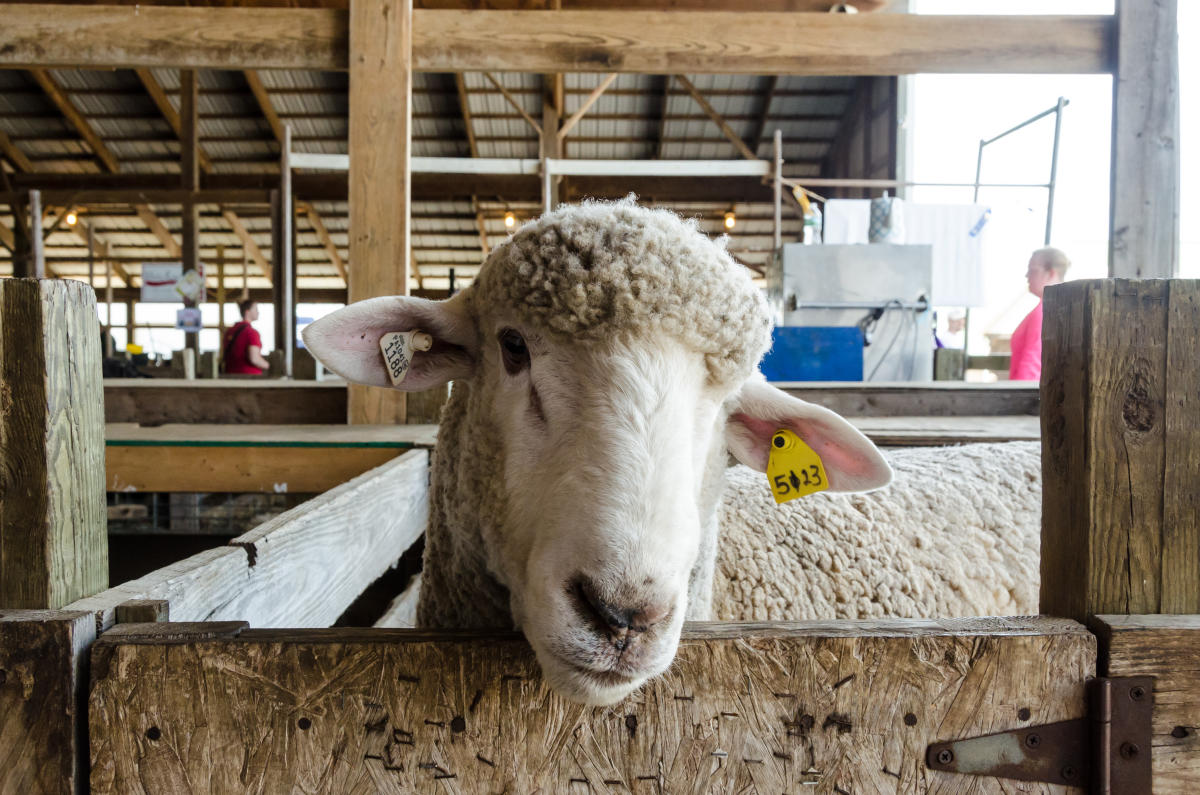 Maryland Sheep and Wool Festival Glenwood, MD 21738