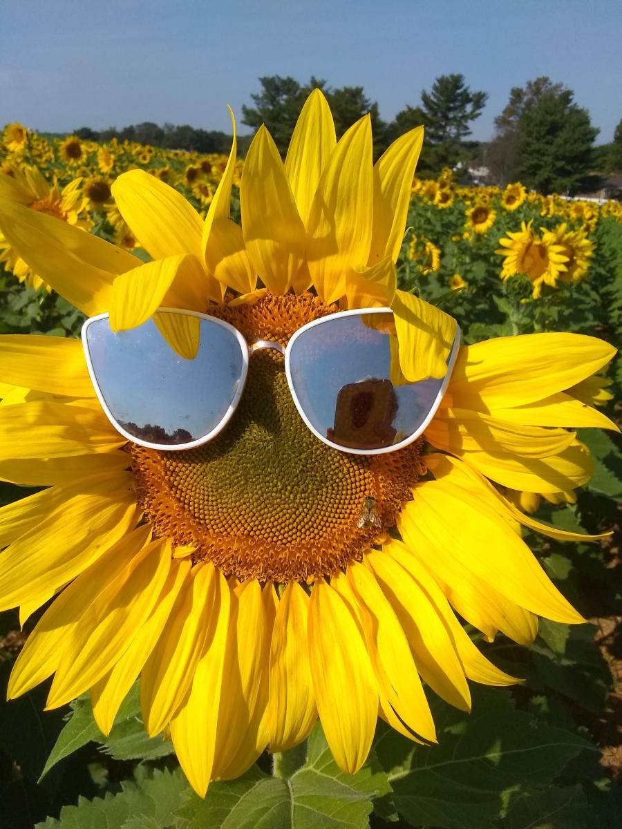 Sunflower Festival Fulton Md 20759