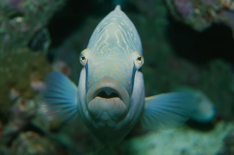 The Dallas World Aquarium