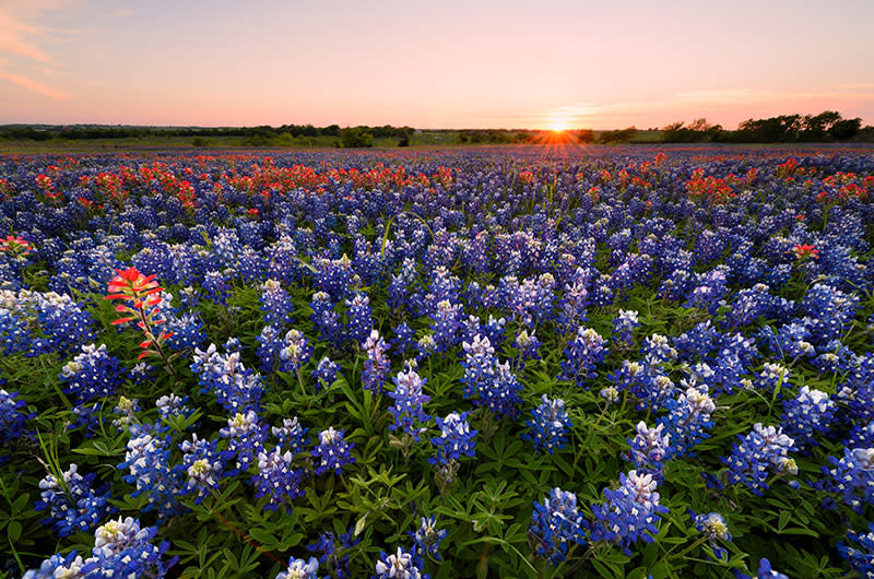 Ennis Bluebonnet Trails