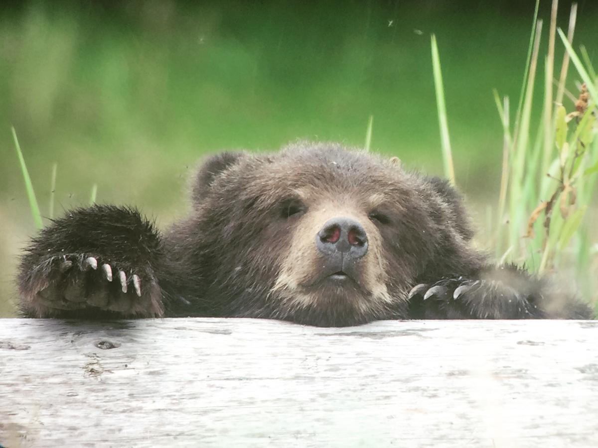 bear creek running store