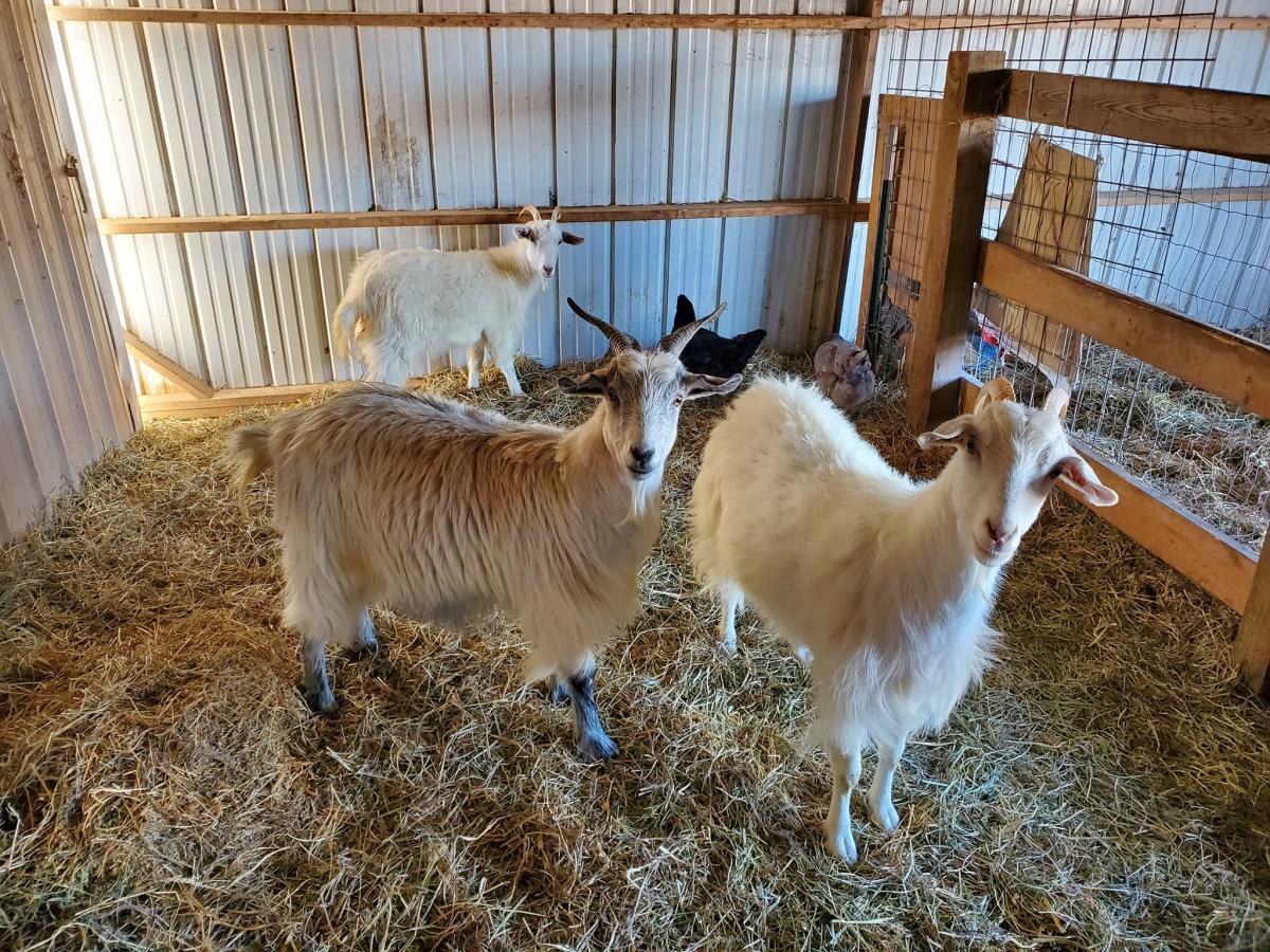 Rowantree Farm Abilene KS, 67410