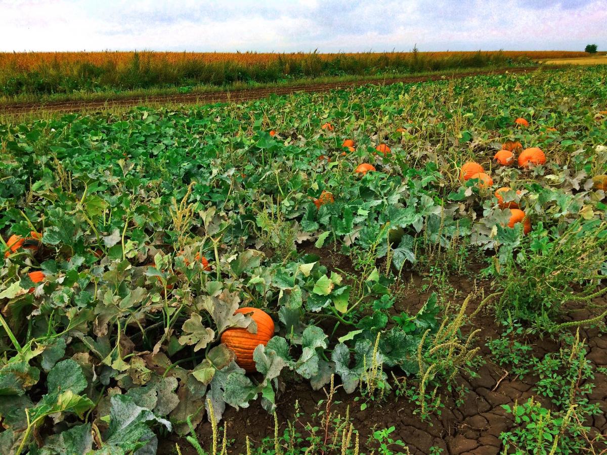 The AppleHutch Plains KS, 67869