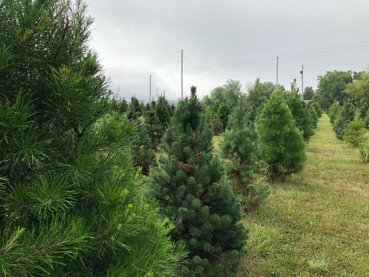 Pine Lake Christmas Tree Farm Derby KS, 67037
