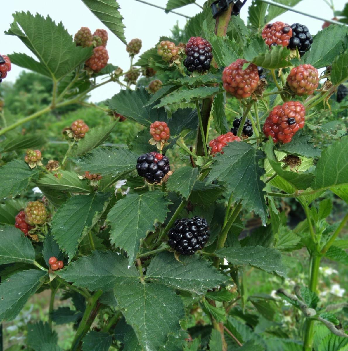 Holton Farms Tonganoxie Kansas, 66086