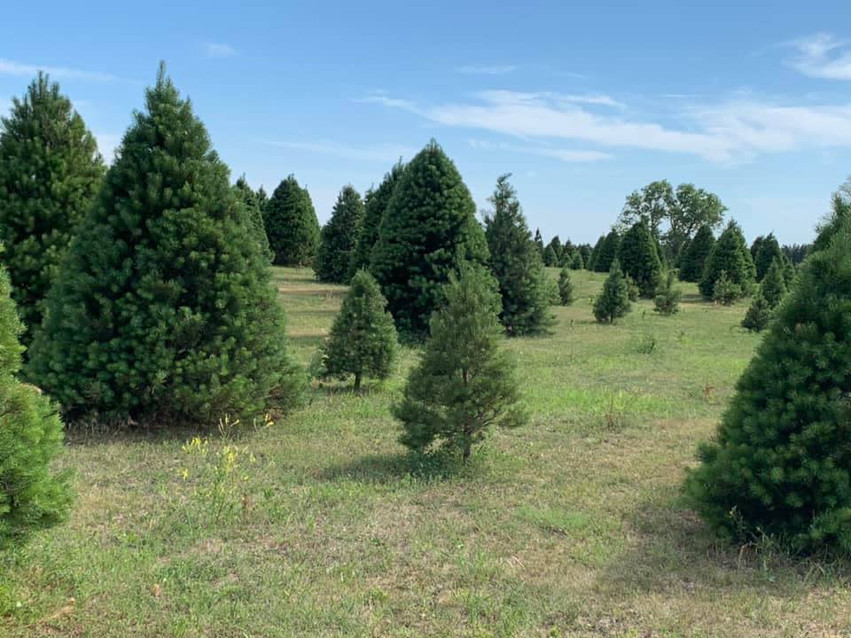 Kasl Christmas Tree Farm Belleville KS, 66935