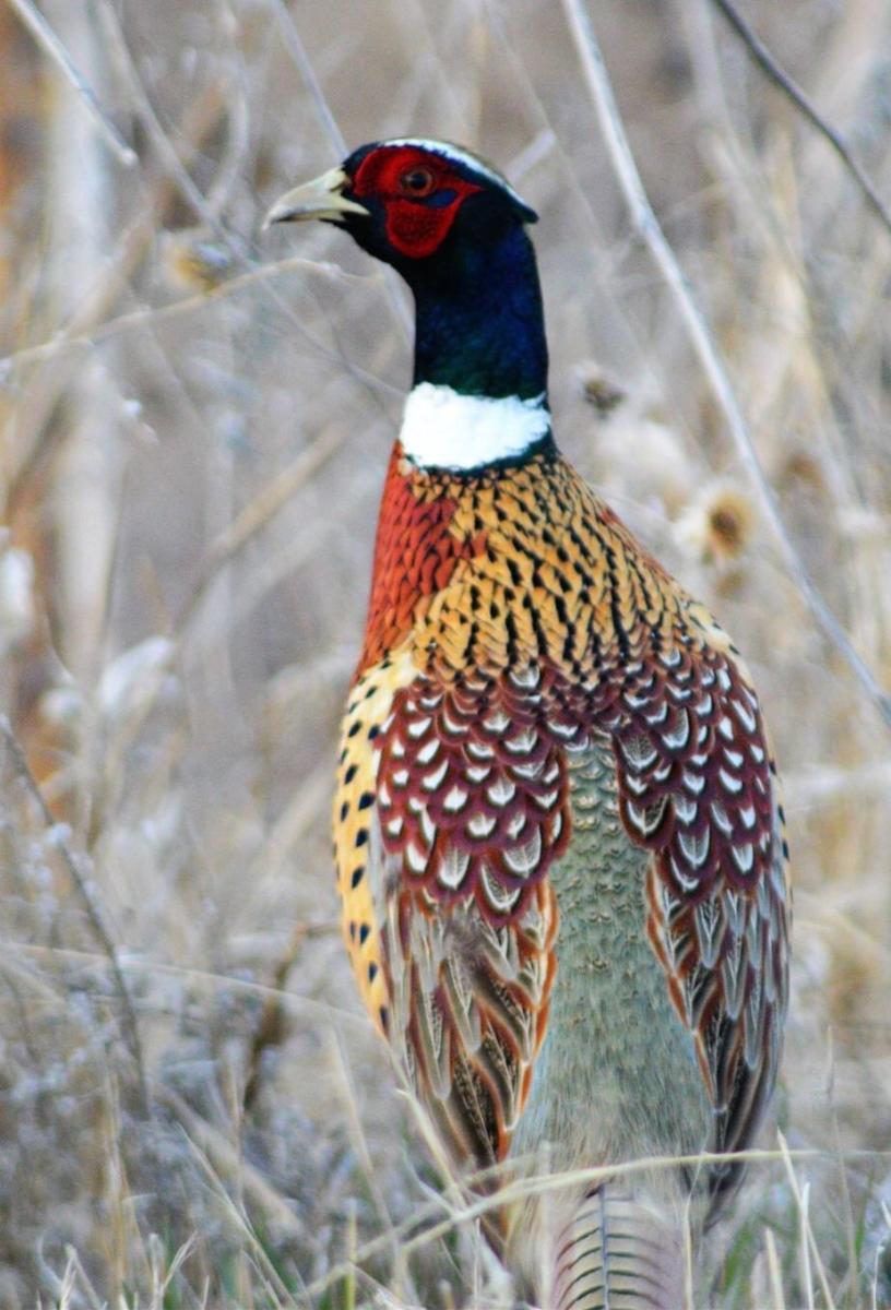 Kirwin National Wildlife Refuge Kirwin KS, 67644