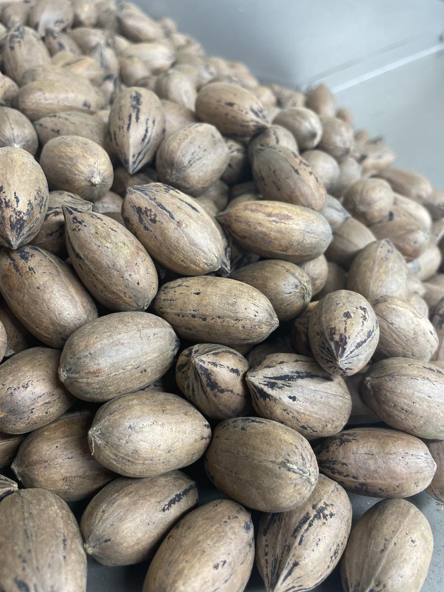 Prothe's Pecans Paola KS, 66071