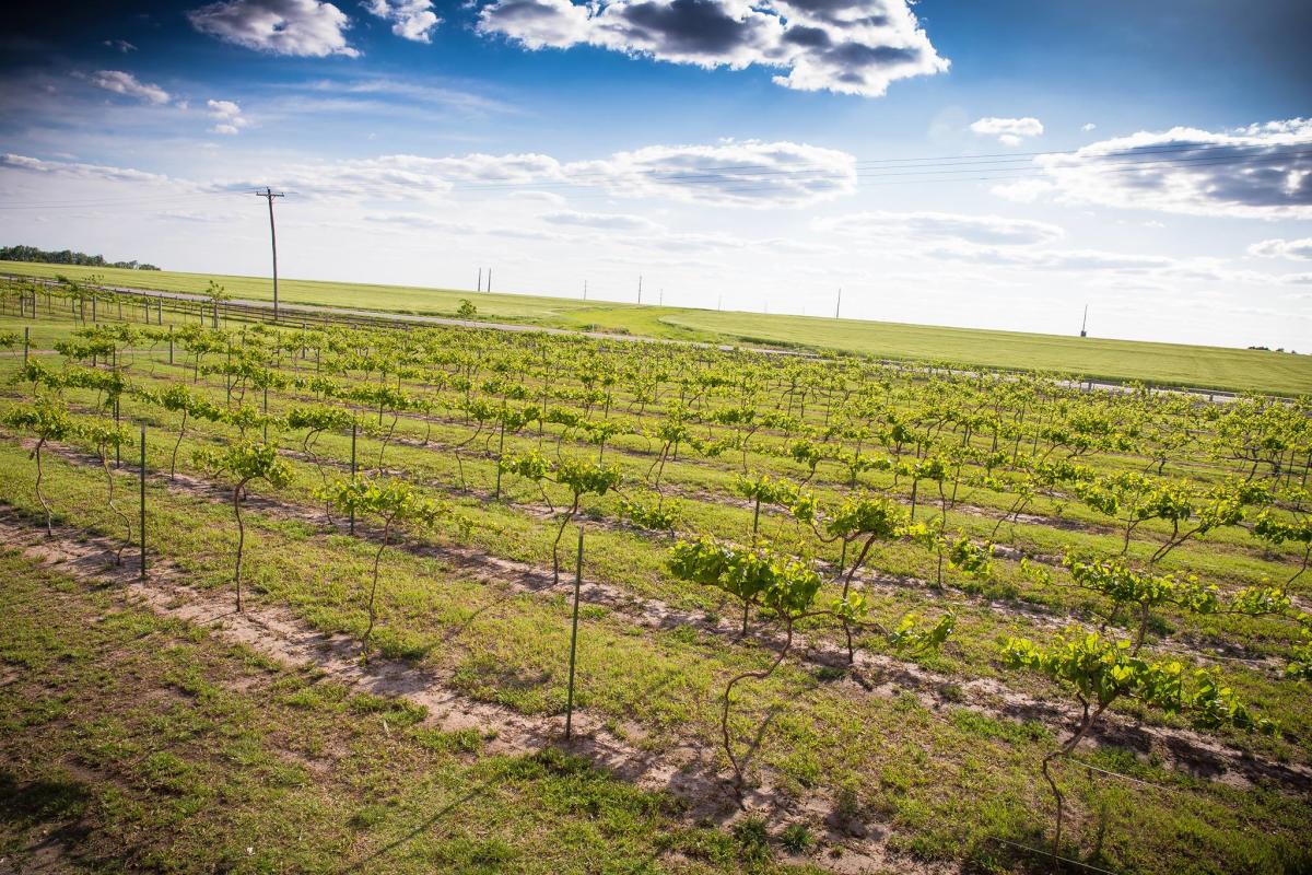 Prairie Hill Vineyard, LLC Colwich KS, 67030