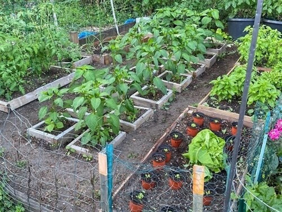 ohde-avenue-pea-patch-kirkland-wa