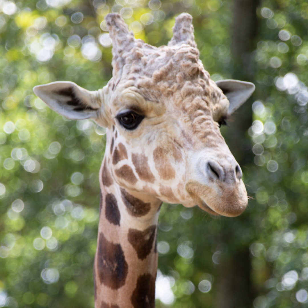 Zoosiana (Zoo Of Acadiana) Broussard, LA
