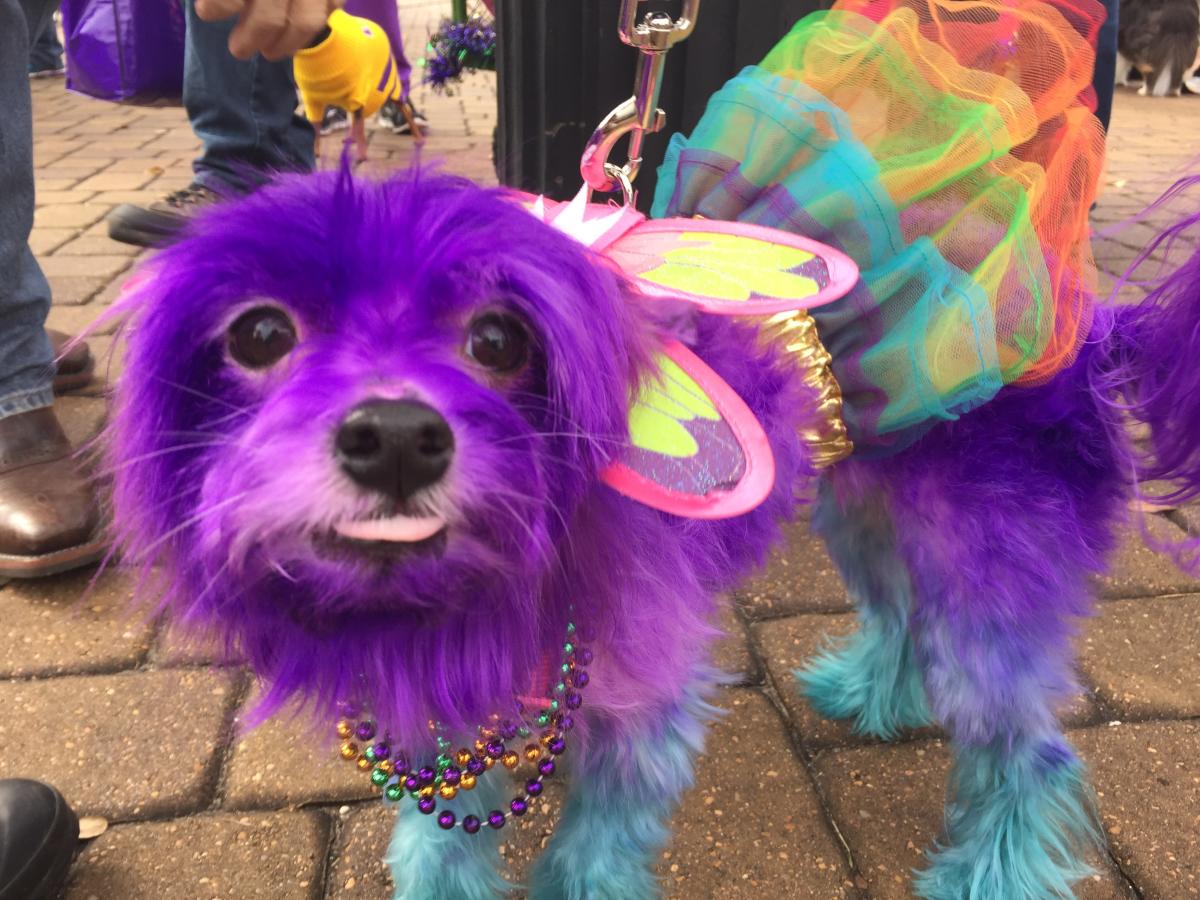 Krewe of Barkus Parade February 26, 2022 Lake Charles, LA