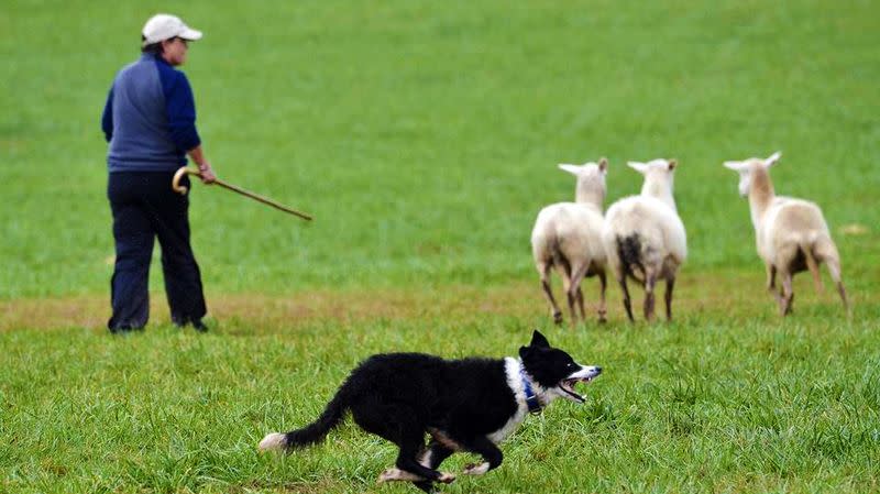 sheepdog riding sheep