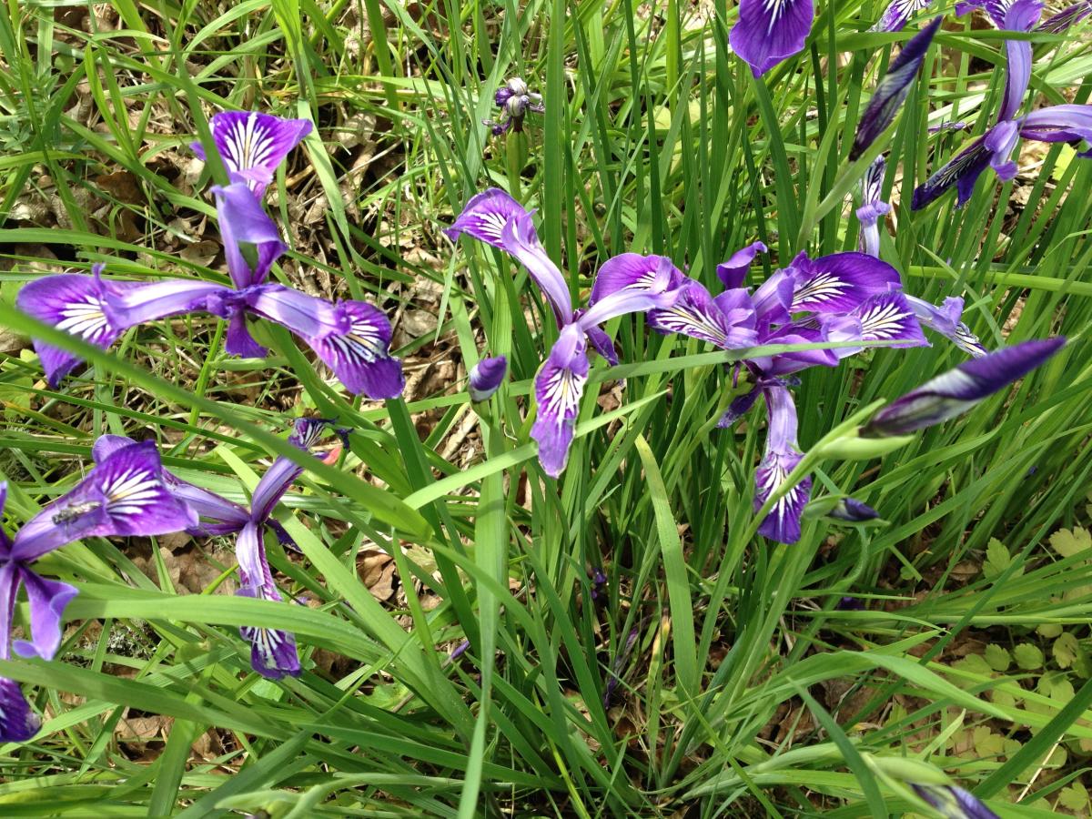 Ridgeline Trail System Wild Iris Ridge