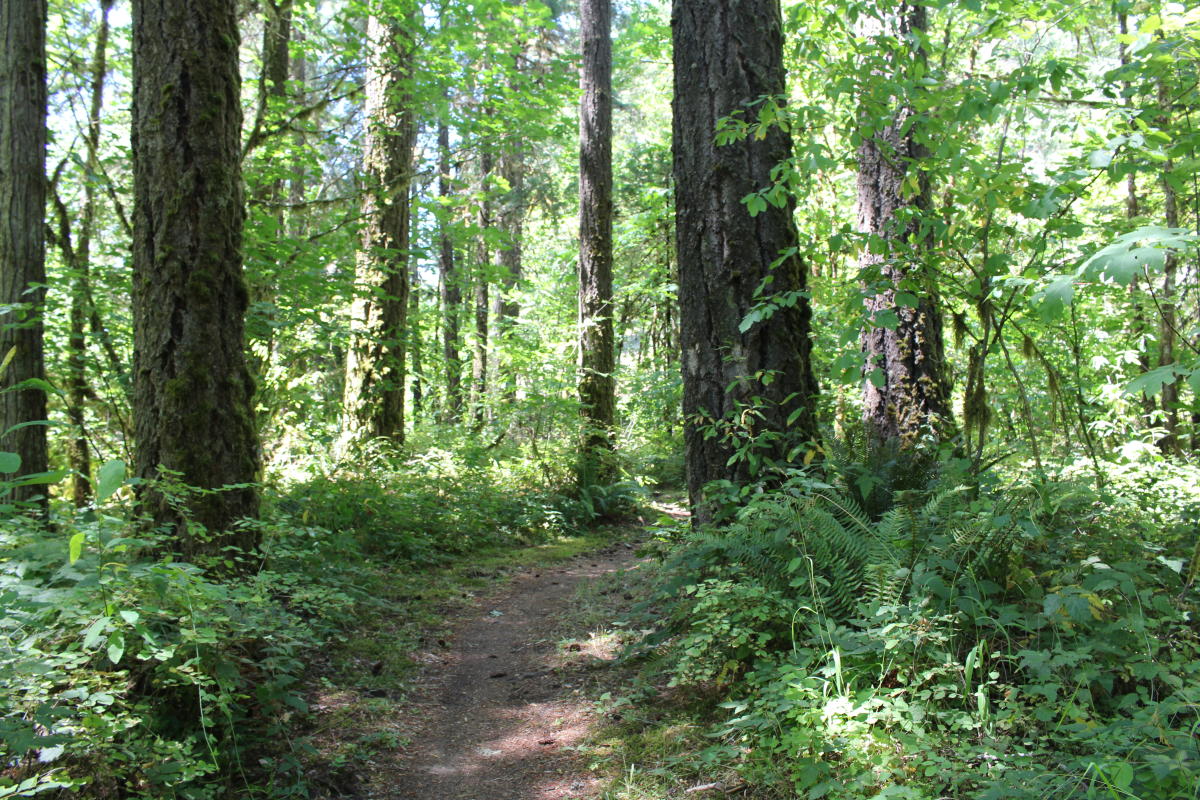 Salmon Creek Falls Trail