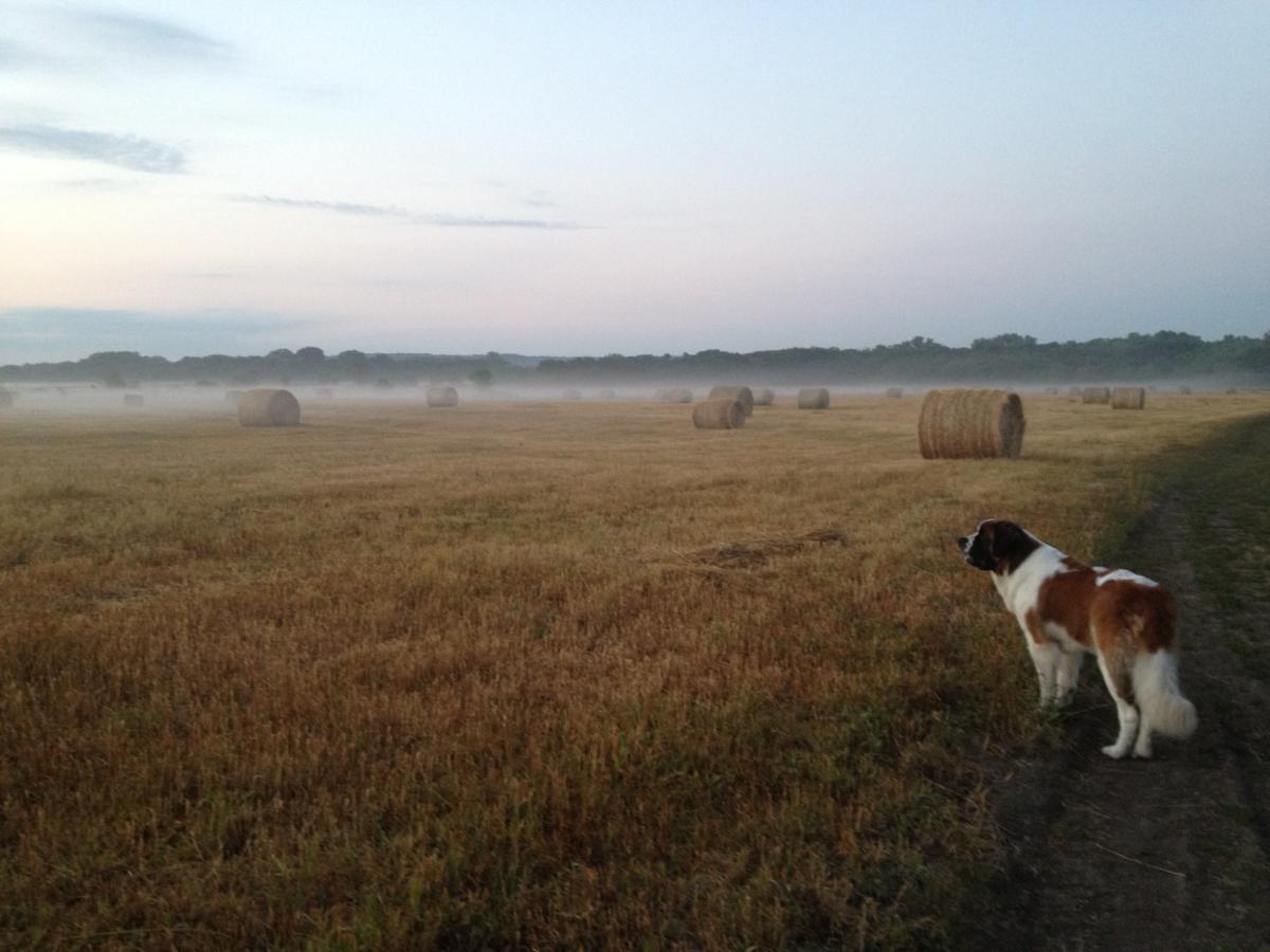 Mutt Run OffLeash Dog Park