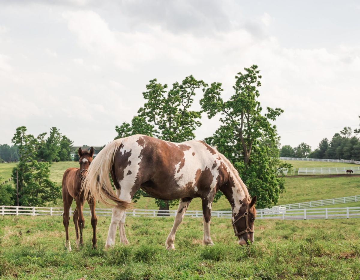 Darby Dan Farm Lexington, KY VisitLex