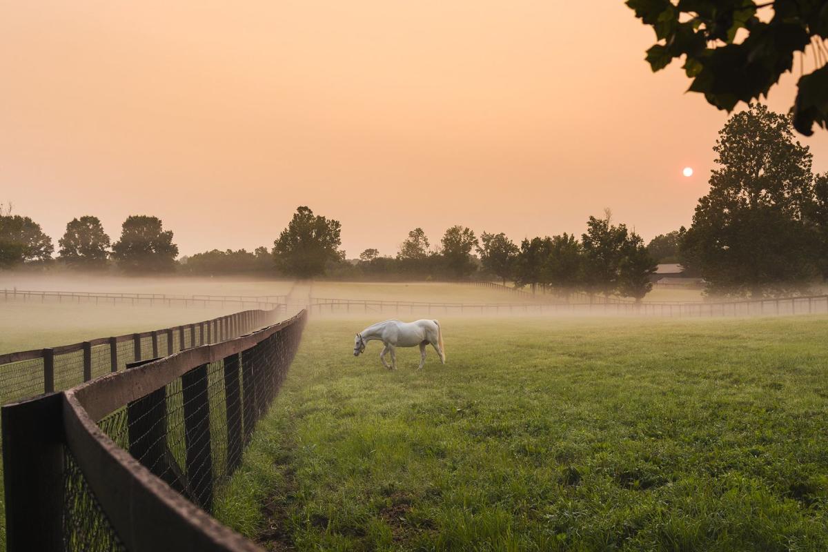 Gainesway Farm Lexington, KY VisitLex