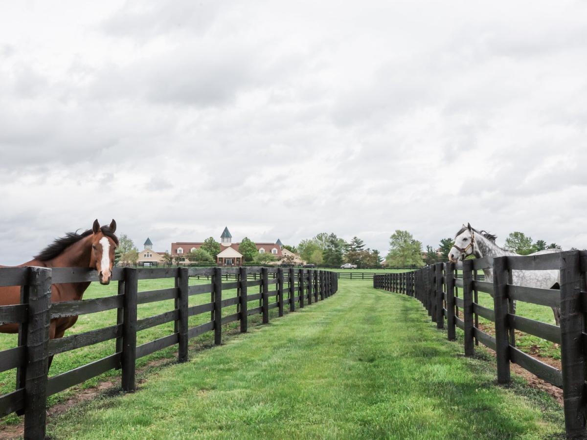 Lane's End Farm Lexington, KY VisitLex