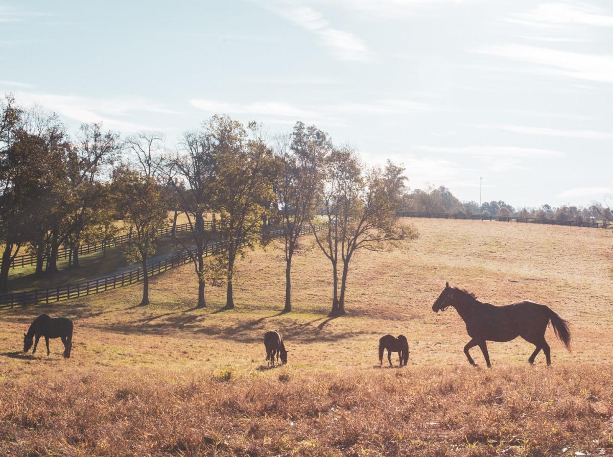 Taylor Made Farm Lexington, KY VisitLex