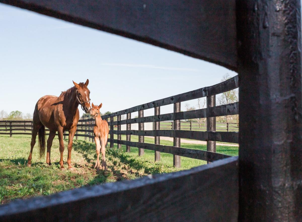 WinStar Farm Lexington KY VisitLex