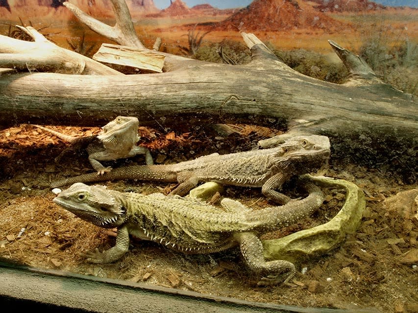 Westman Reptile Gardens