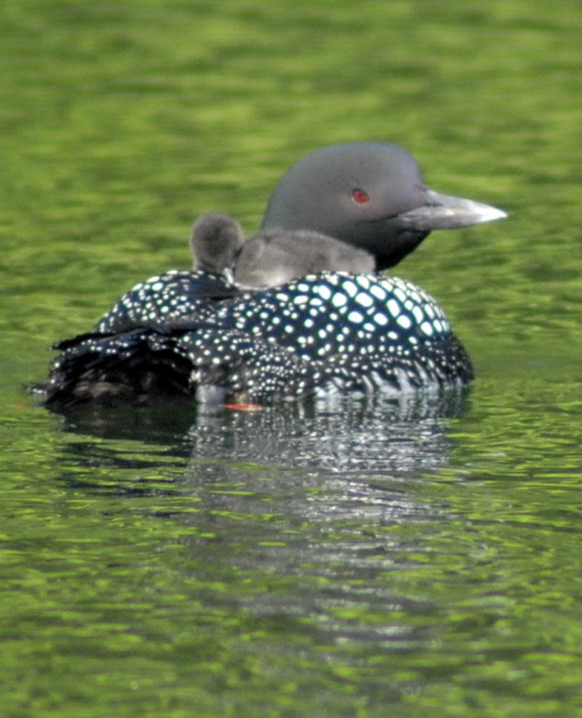 Minocqua Pontoon Cruises & Rentals