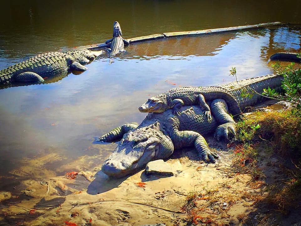 Alligator Adventure North Myrtle Beach, SC