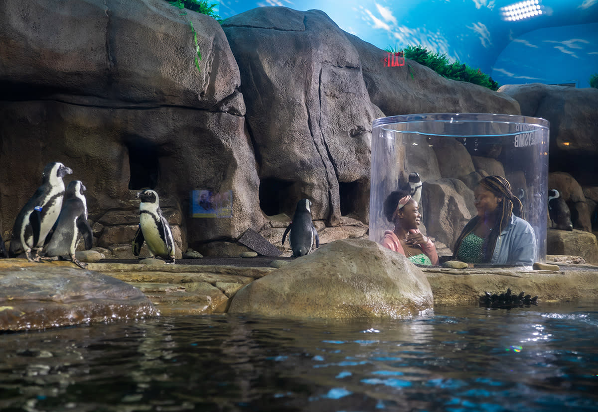 Ripley's Aquarium | Myrtle Beach, SC