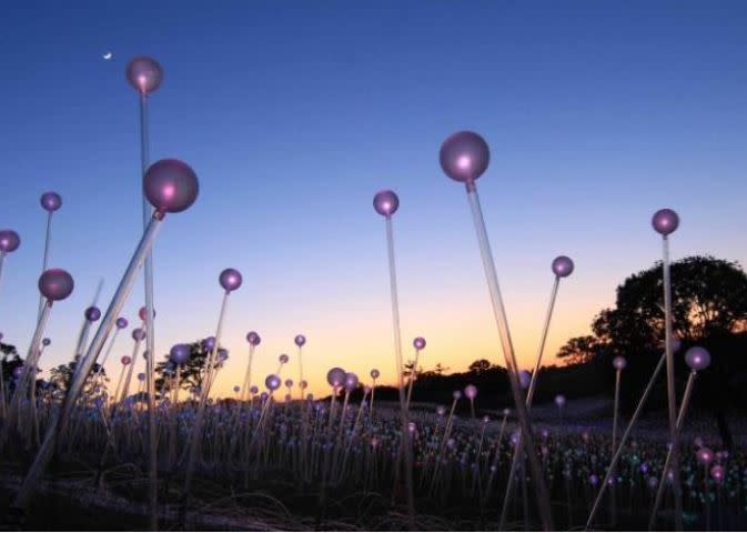 Bruce Munro At Brookgreen Southern Light