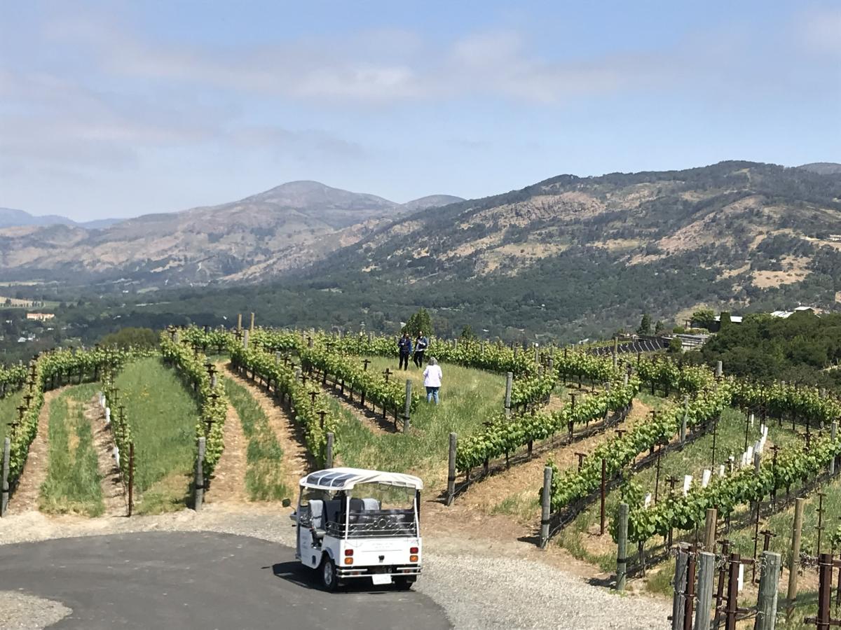 napa valley wine safari
