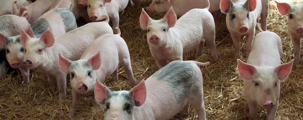 Onate Feed Company | Albuquerque, NM 87105