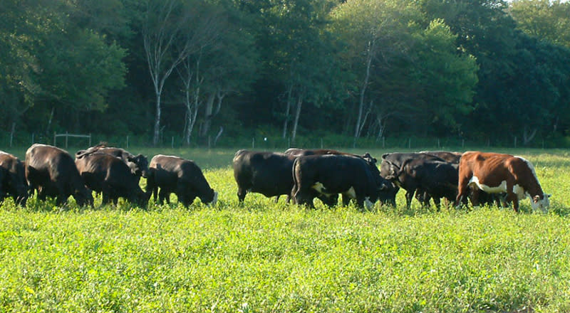 Aquidneck Farms Portsmouth Ri Discover Newport