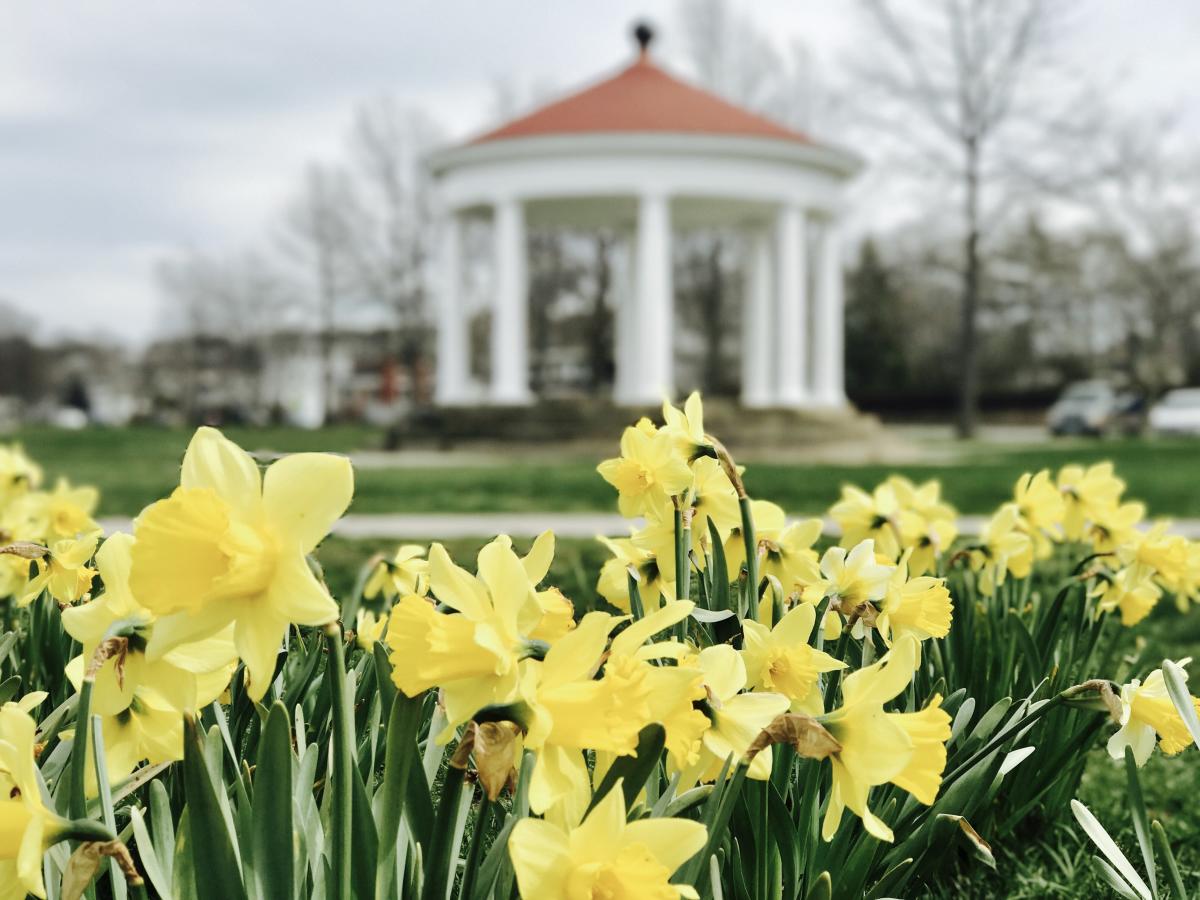 Newport Daffodil Days Newport Ri 02840